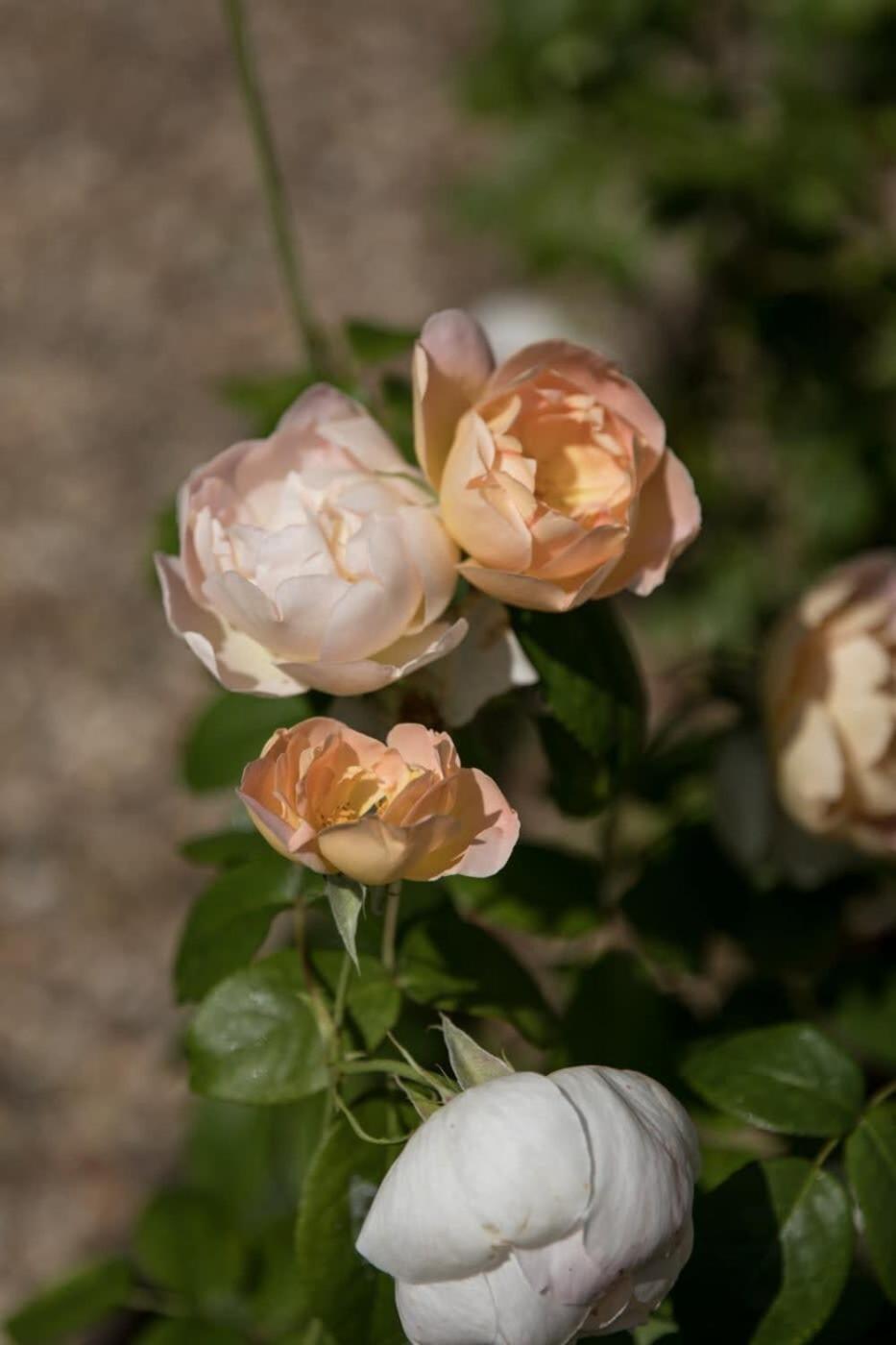 Two Rose Walk Cottage Cotswolds Moreton-in-Marsh Dış mekan fotoğraf